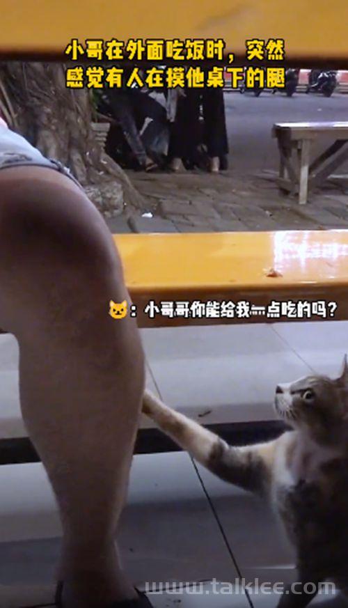 老赵在马路上过夜，遇上流浪猫“和蔼可亲”讨食：能给我许多吃的吗(老赵发现)